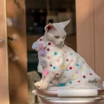 Yeswarmg Adorable Thick & Warm Cat Coat with Fluffy Pom-Poms and Colorful Polka Dots, Perfect for Devon Rex and Hairless Breeds