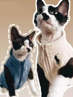 Two Devon Rex cats wearing matching cream and blue fleece vests